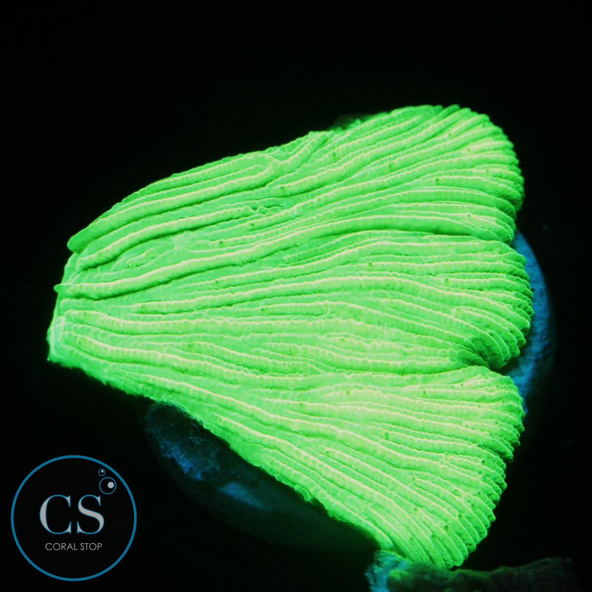 KRYPTONITE DIASERIS PLATE