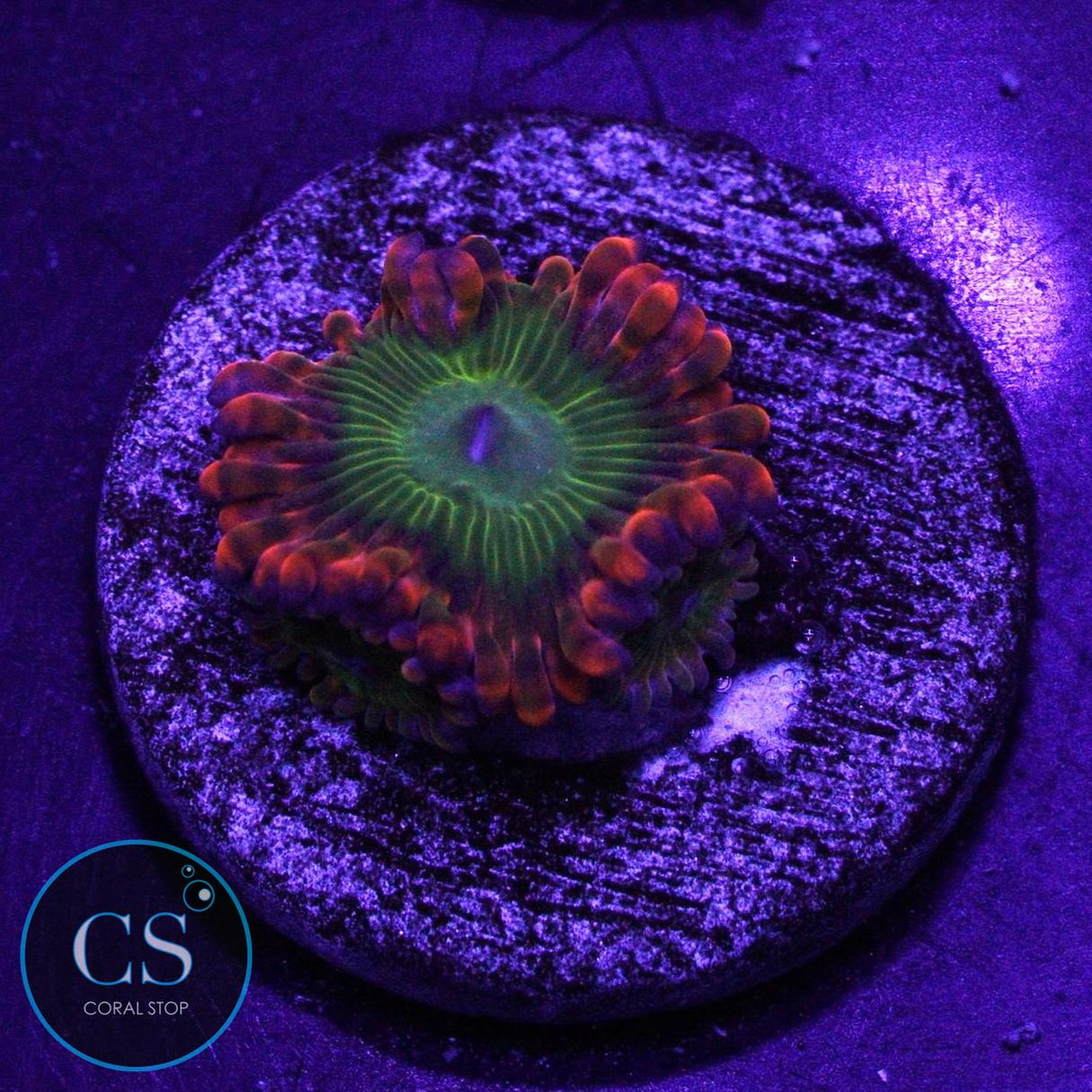 ELECTRIC OOMPA LOOMPA ZOA