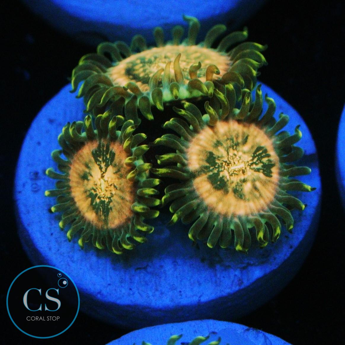 HAWAIIAN DING DANG ZOA