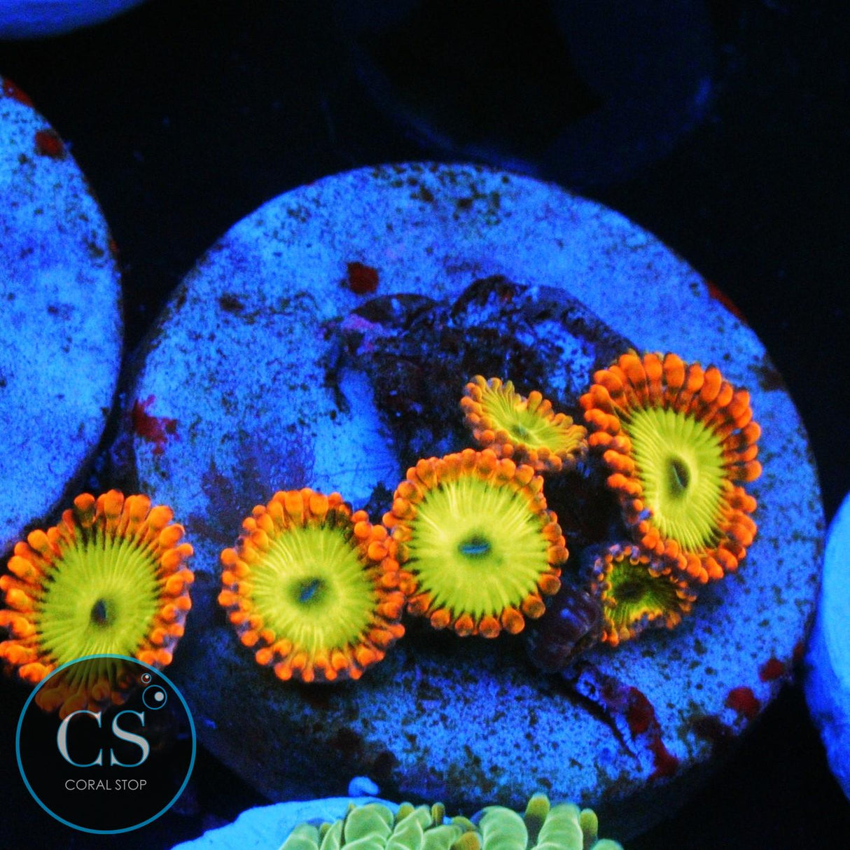 ELECTRIC OOMPA LOOMPA ZOA