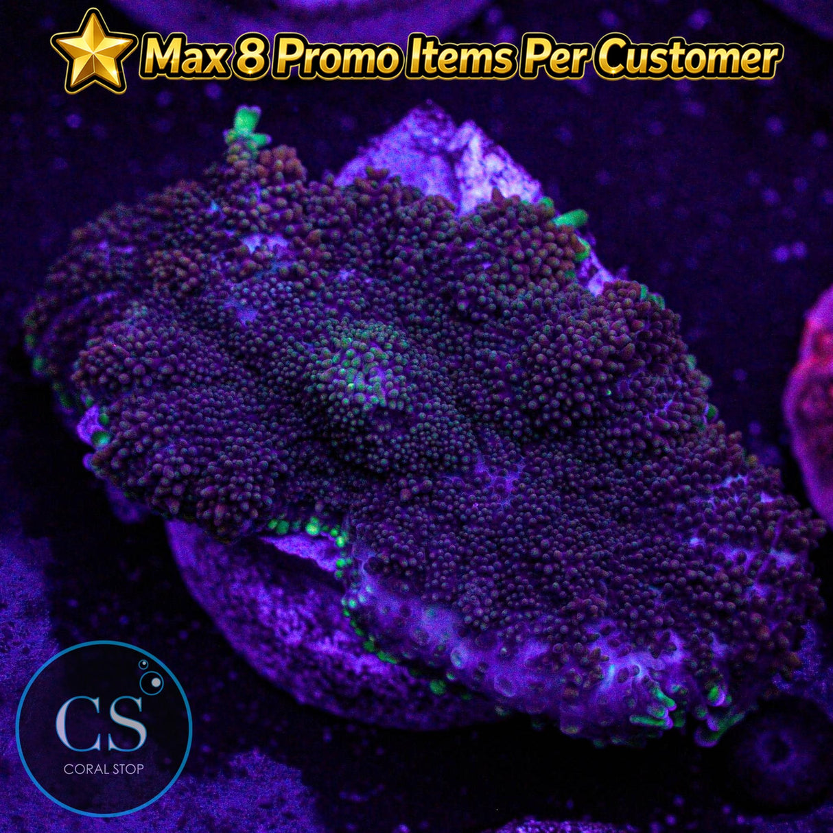 Midnight Embers Mushroom