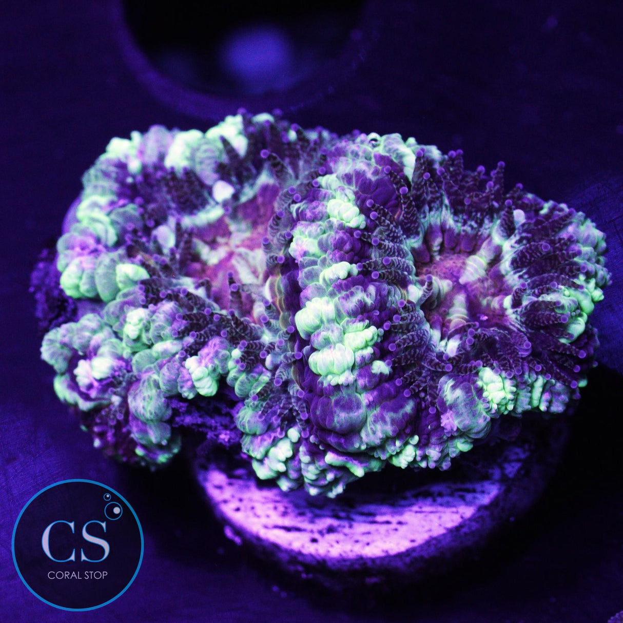 Fire Star Asian Acan
