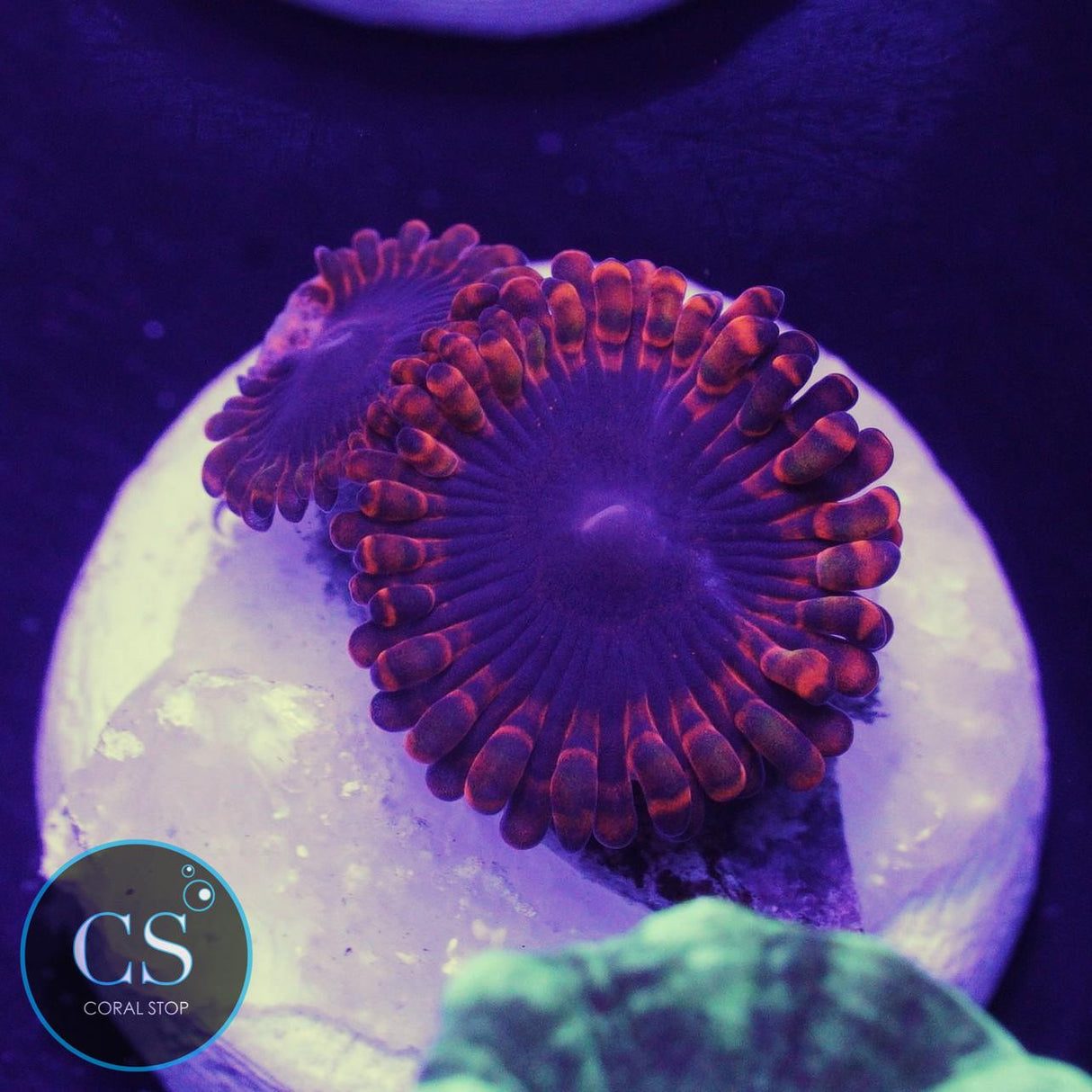 Lunar Eclipse Zoa