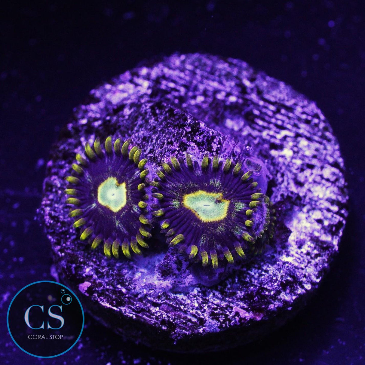 Murder Hornet Zoa
