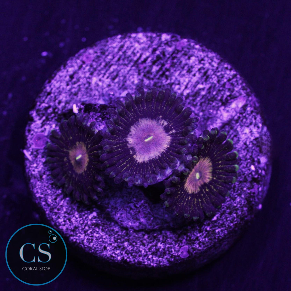 Queen Krakatoa Zoa