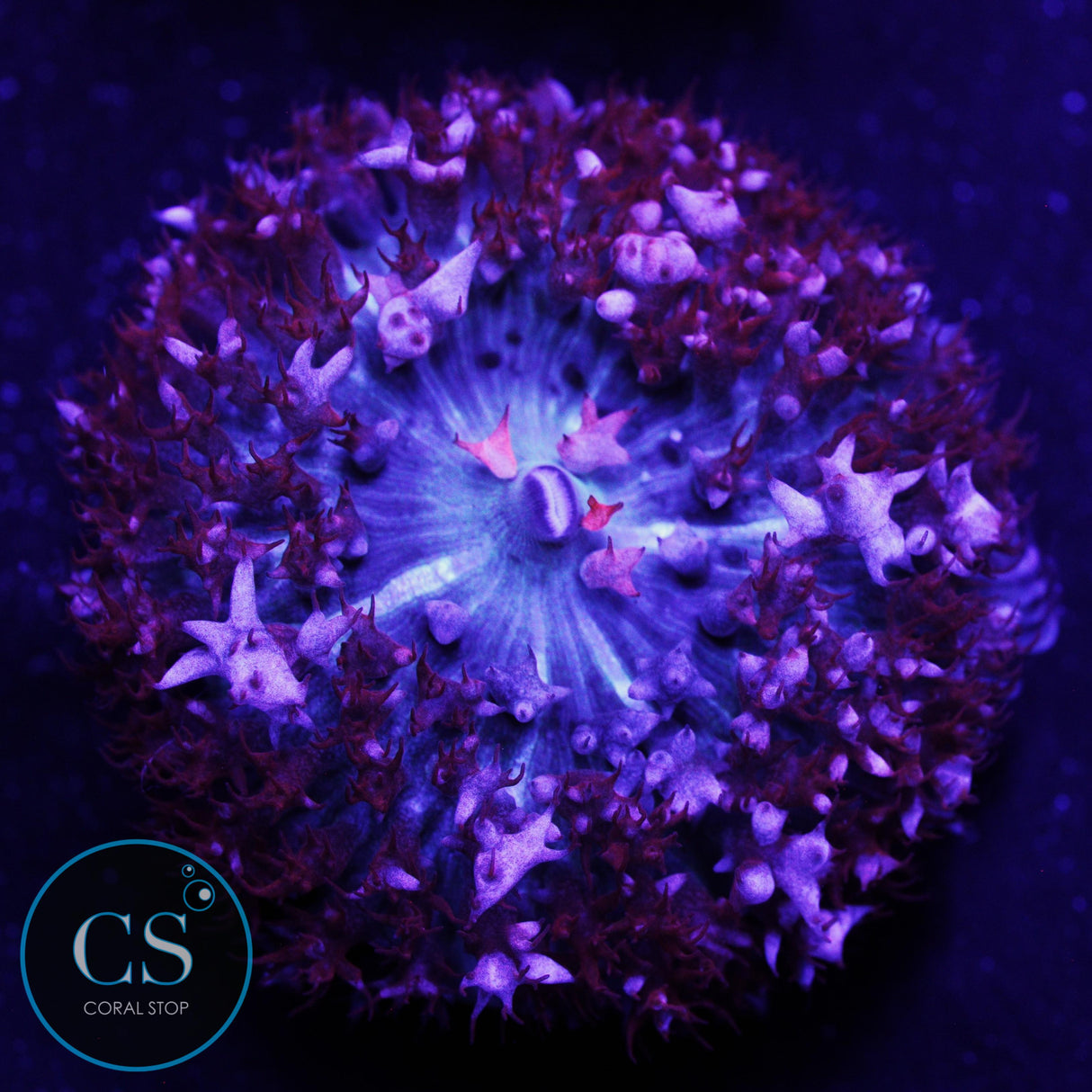 Flamethrower Bounce Mushroom