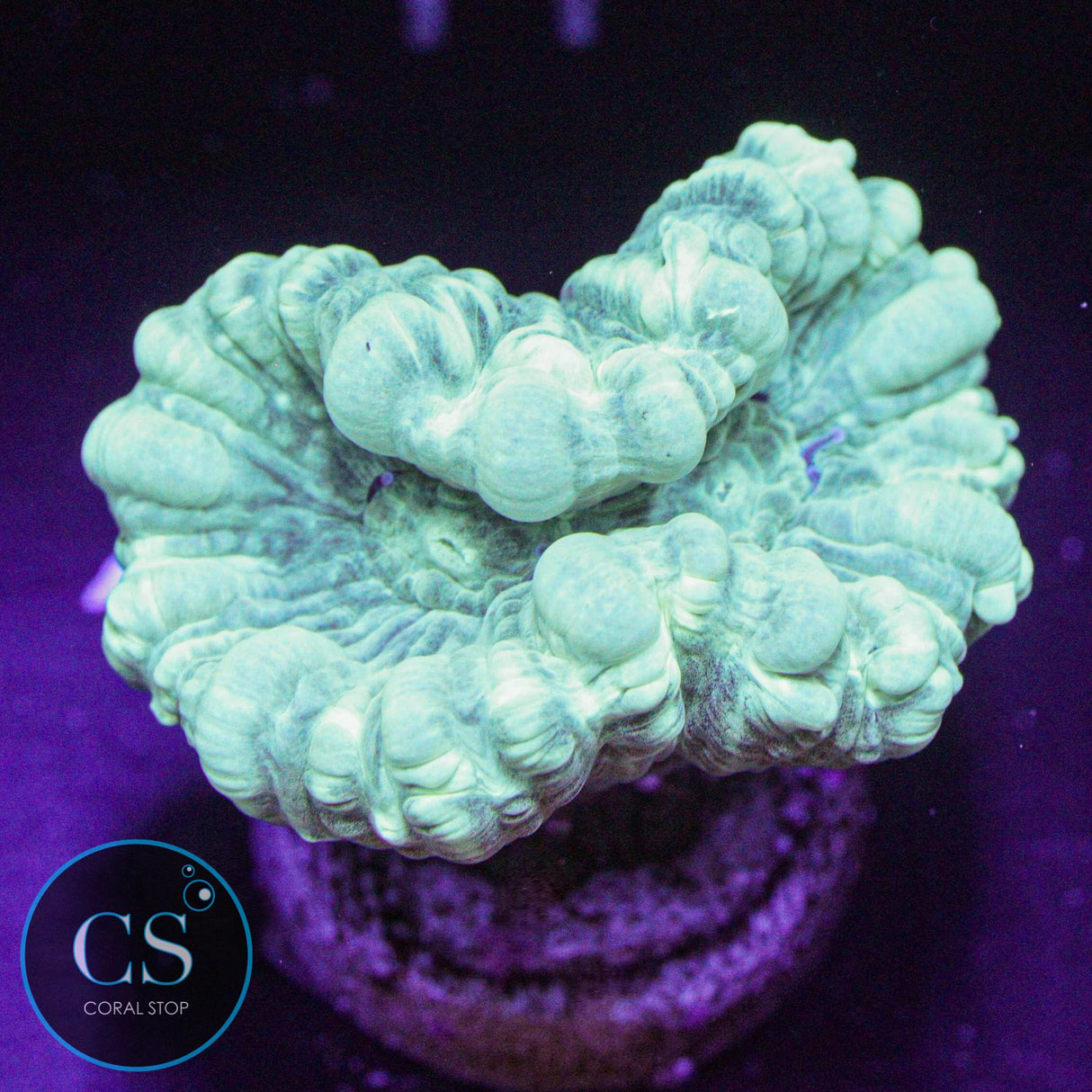 Minty Candy Cane