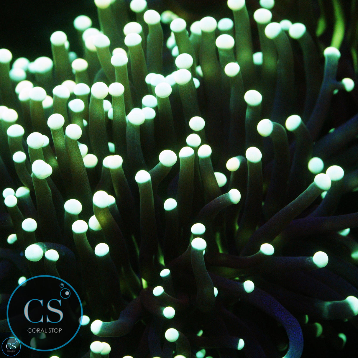 SPLITTING GREEN TIP GREEN MOUTH JOKER TORCH