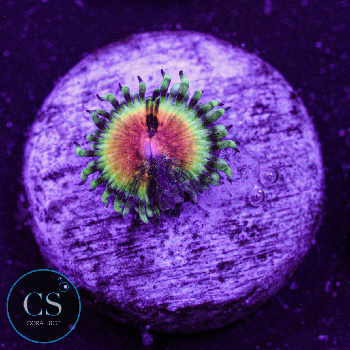 JF Bloodshot Zoa