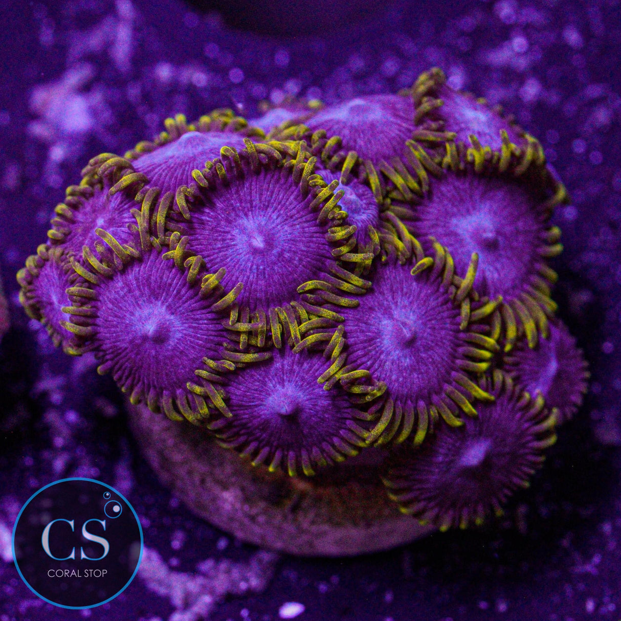 Blue Phoenix Zoa