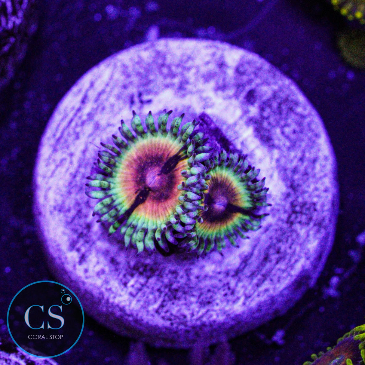 JF Bloodshot Zoa