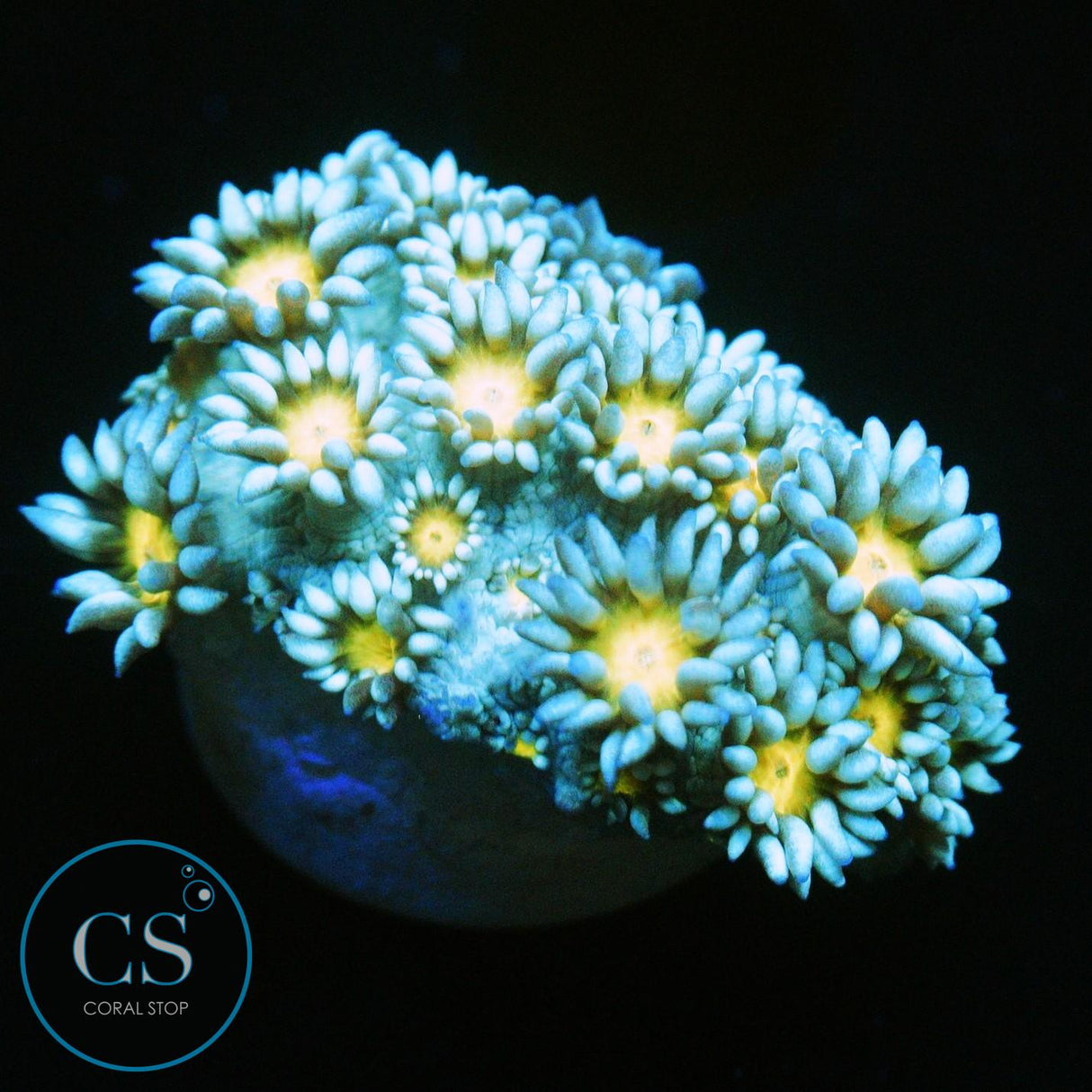 ELECTRIC SNOW DAISY GONI