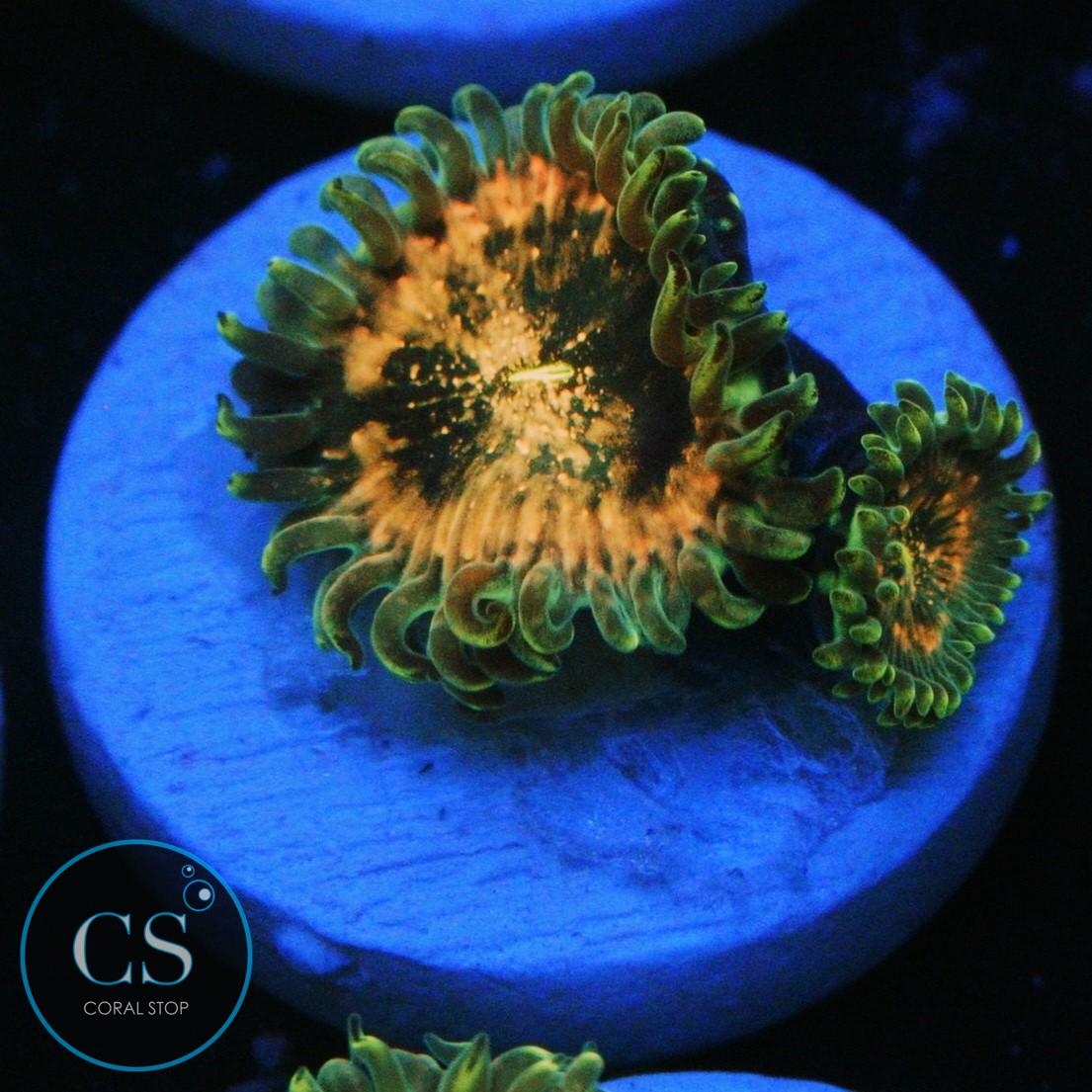 HAWAIIAN DING DANG ZOA