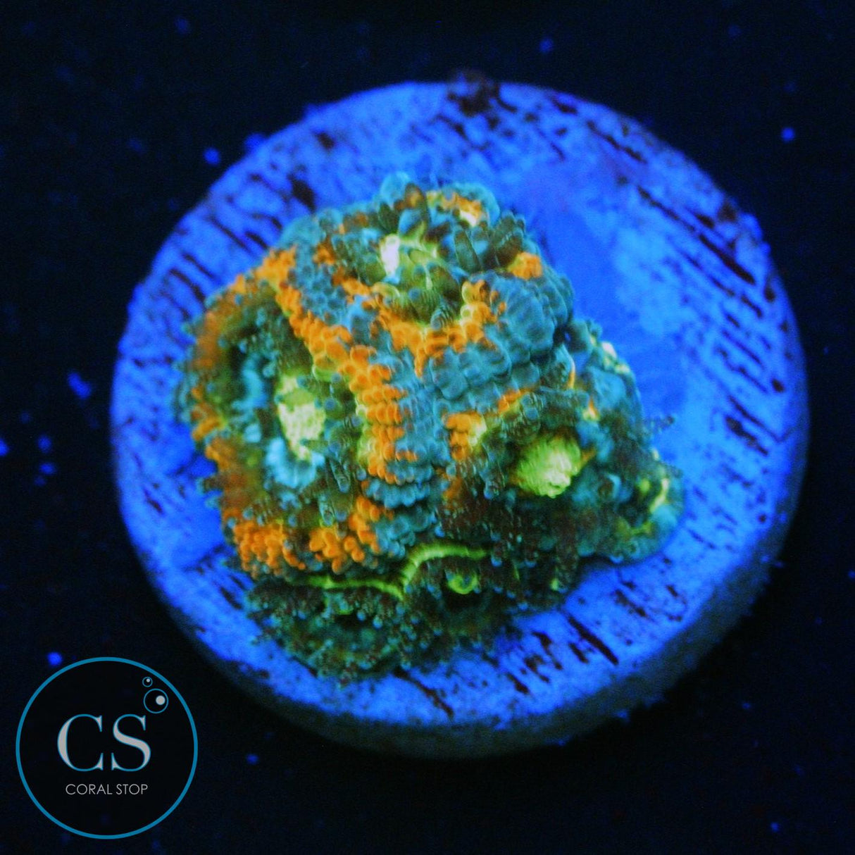 HOLY GRAIL MICROMUSSA