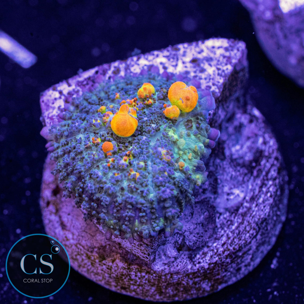WWC OG Bounce Mushroom