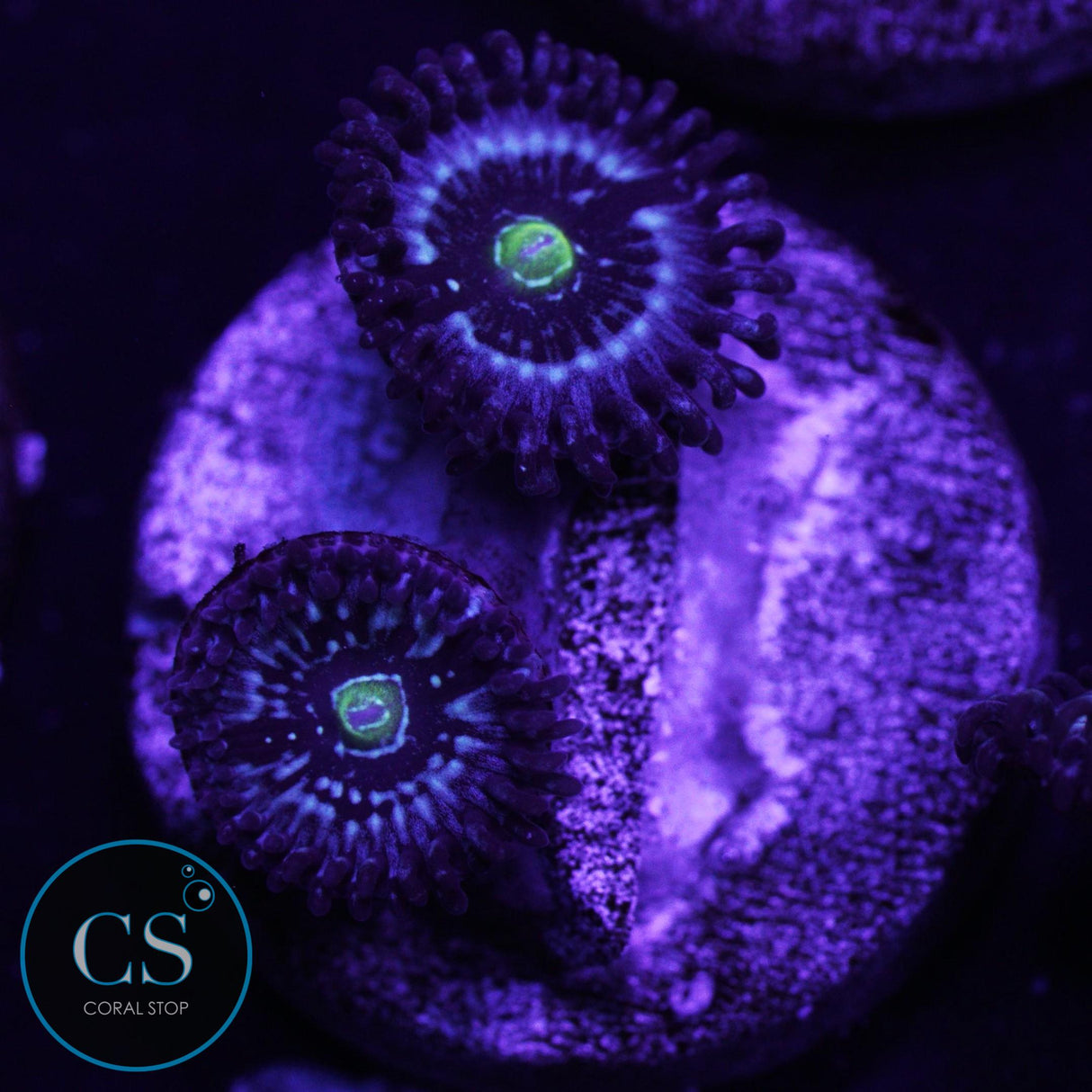 Blue Lagoon Zoa
