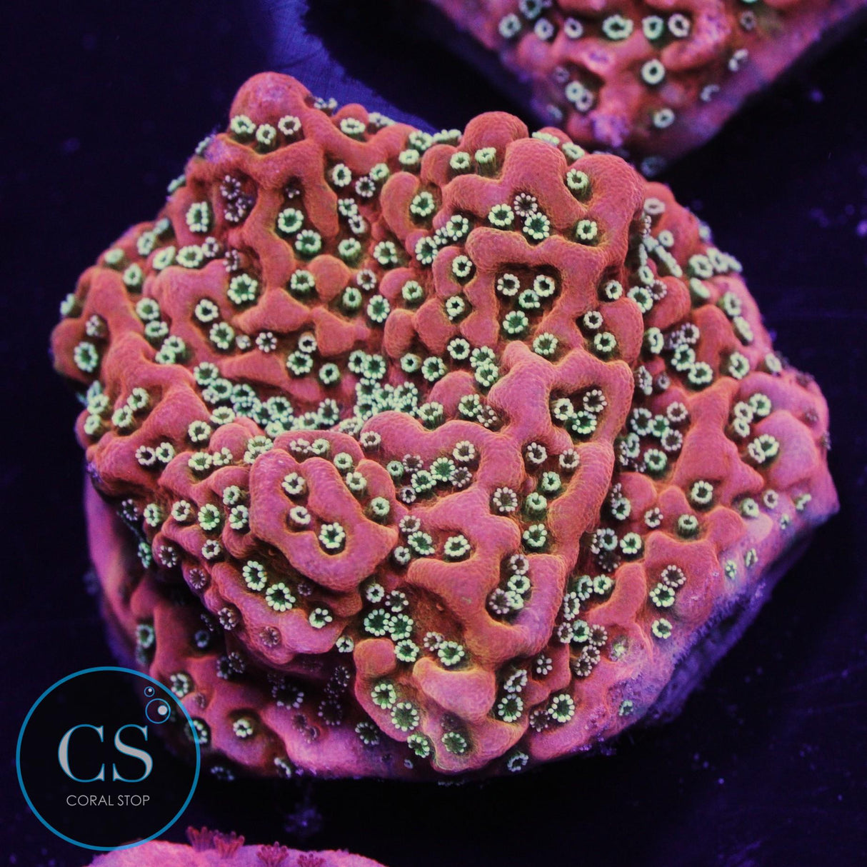 JF Silver Bullet Montipora