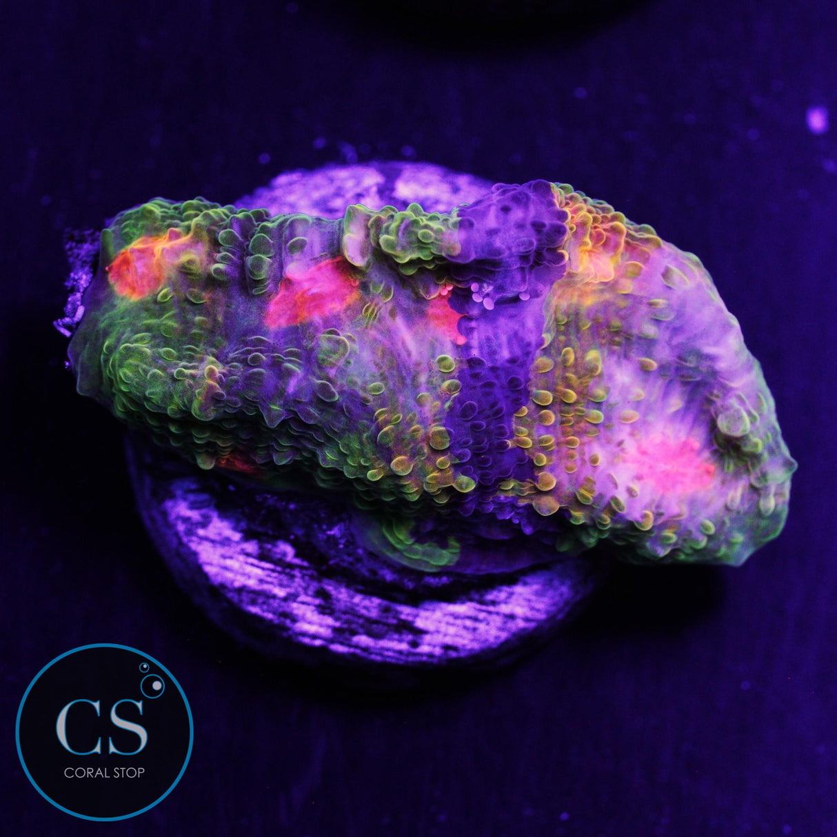 Crayola Meltdown Chalice