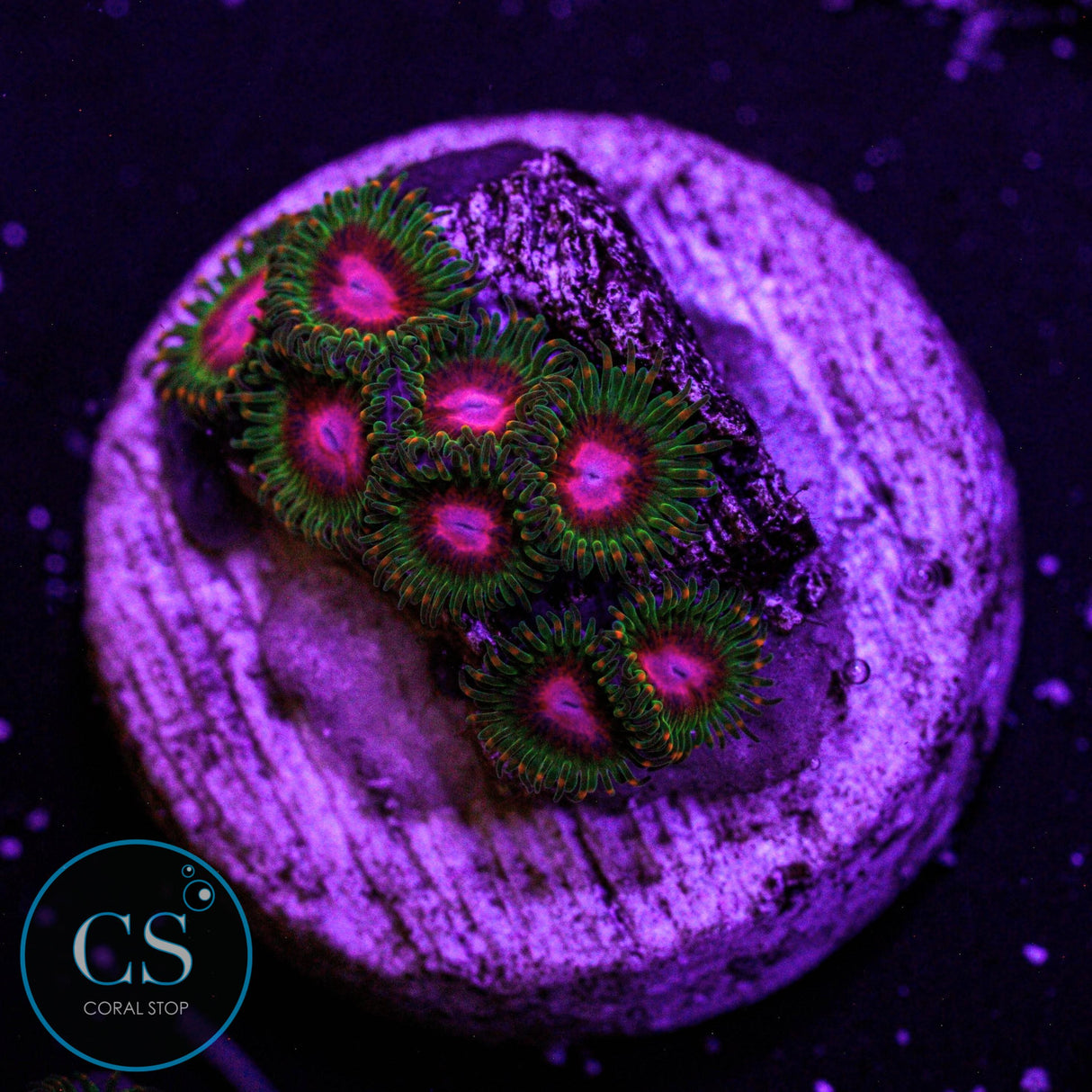 Awesome Blossom Zoa