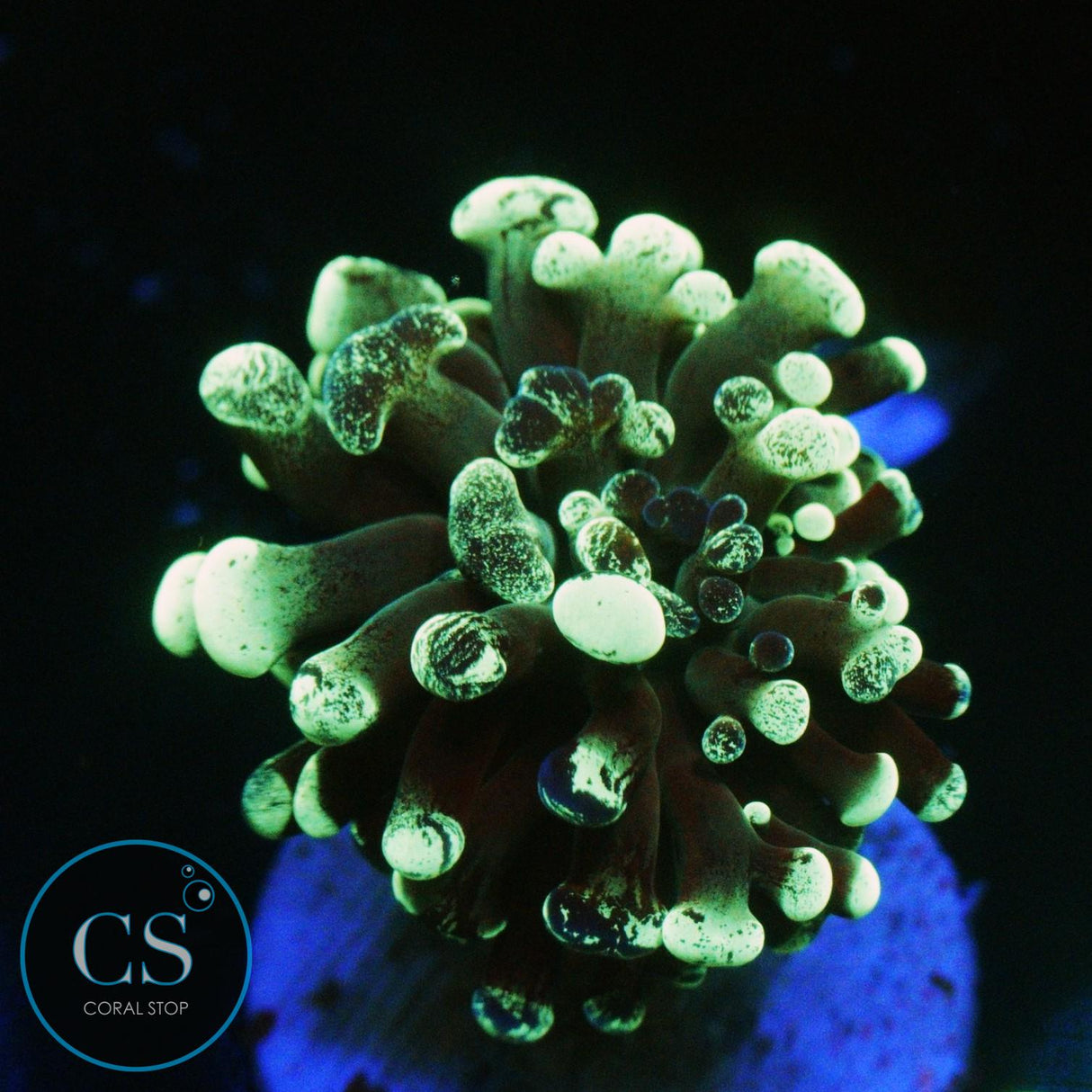 GREEN SPLATTER HAMMER