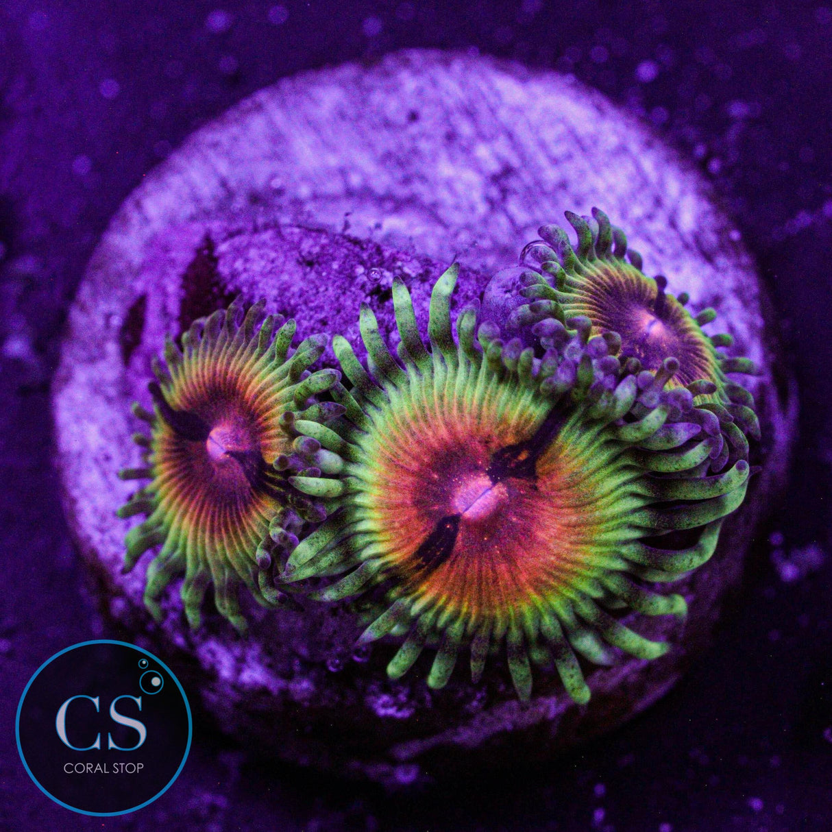 JF Bloodshot Zoa