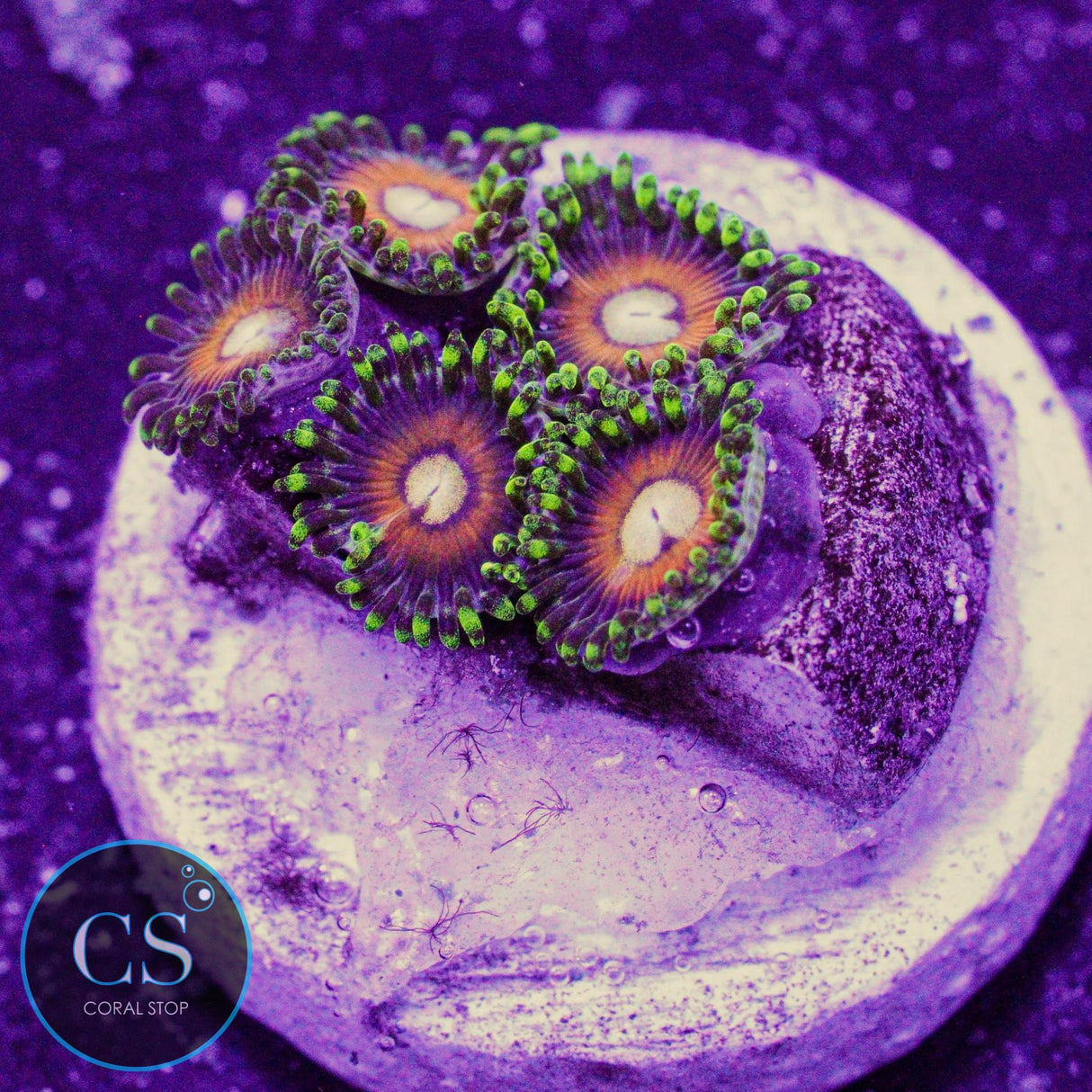 Fizzy Lizzy Zoa