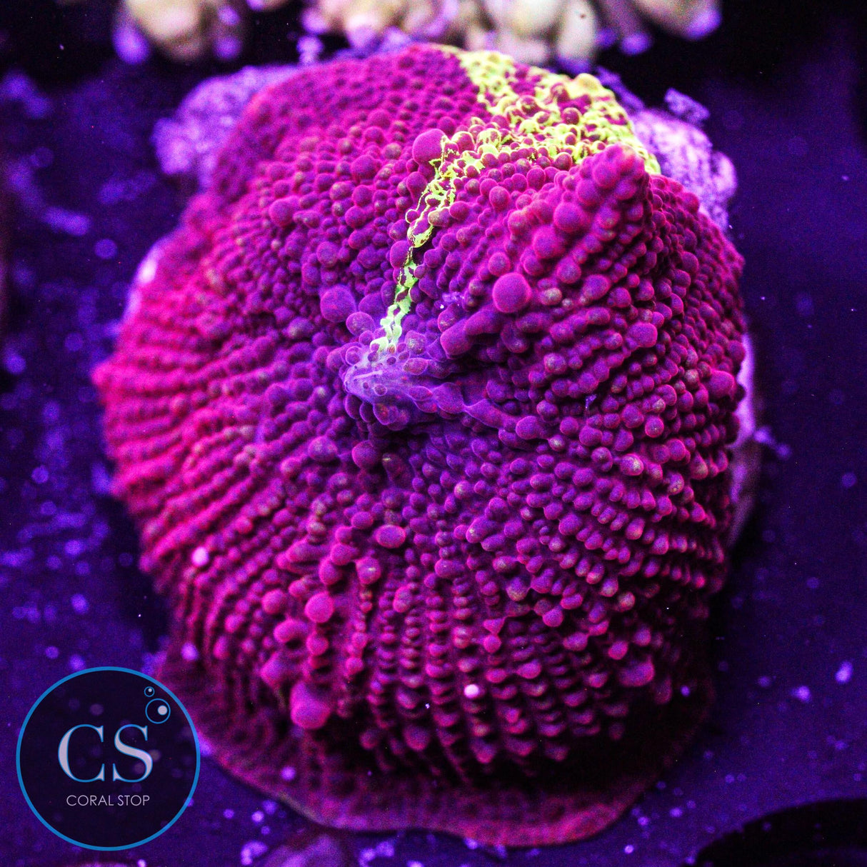 Eclectus Jawbreaker Mushroom