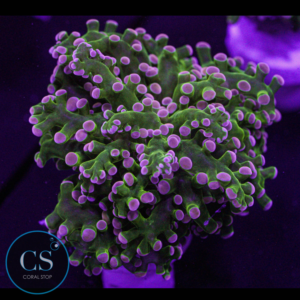 Rare Pink Tip Bright Green Frogspawn