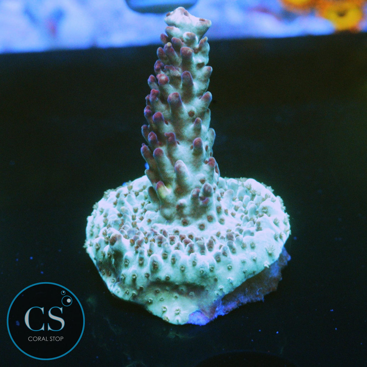 MATT V JELLYBEAN ACRO