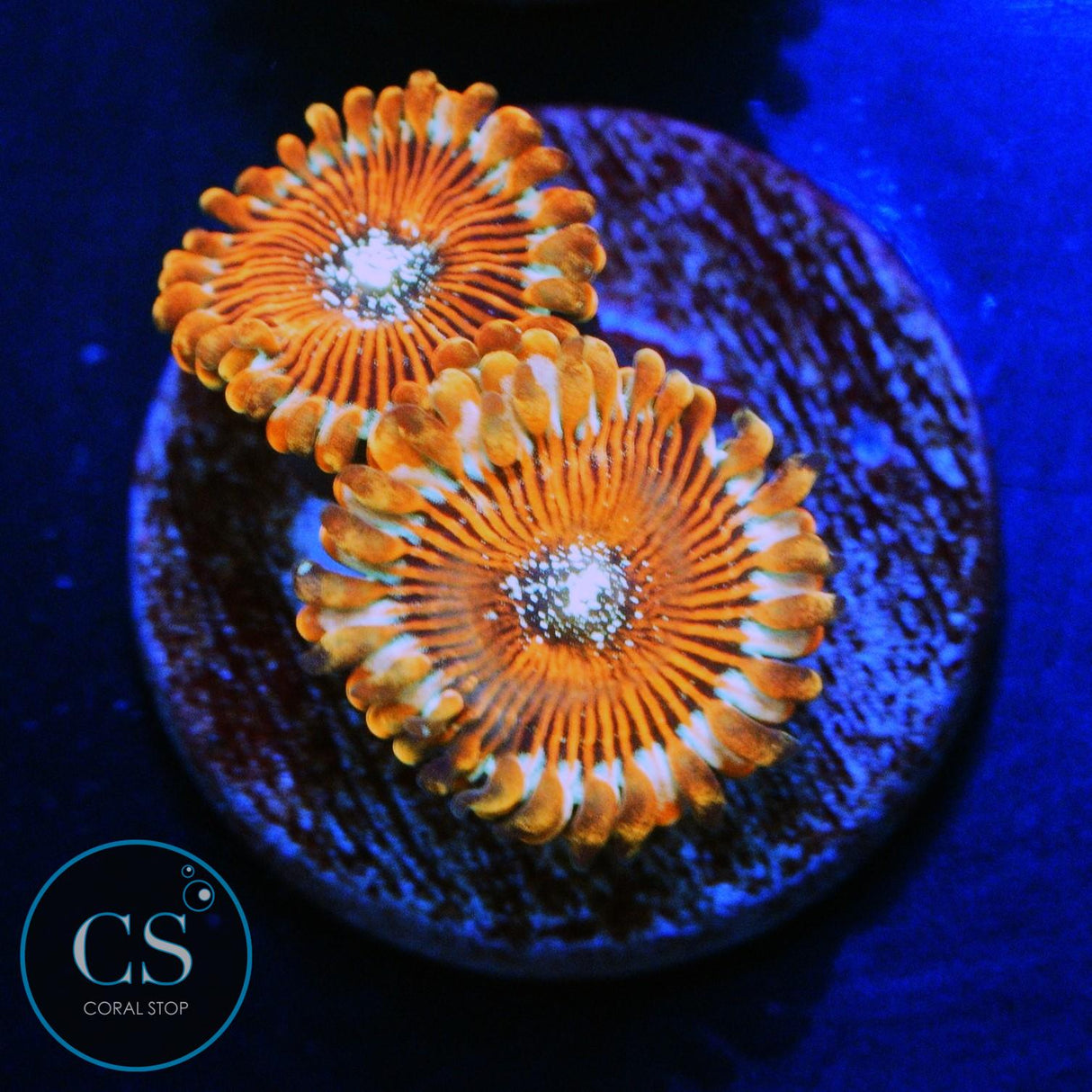 ULTRA MAGICIANS ZOA