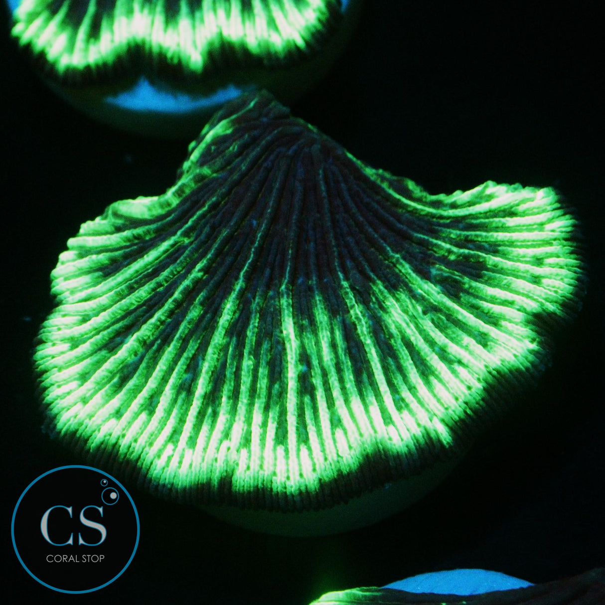 LAZER GRAPE DIASERIS PLATE