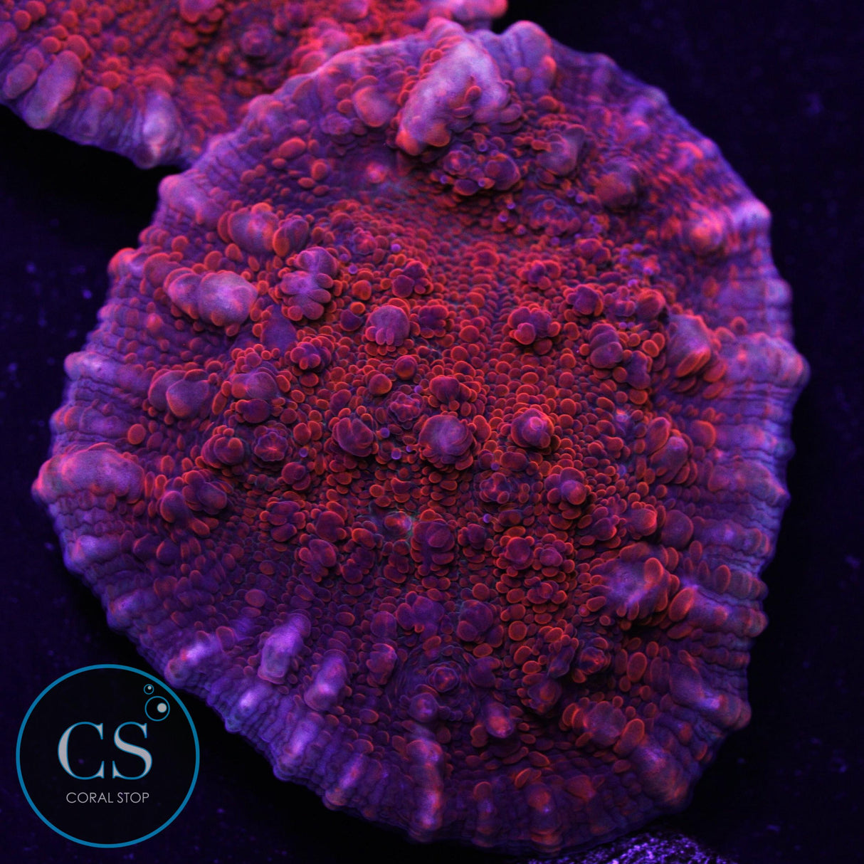 Flamethrower Chalice