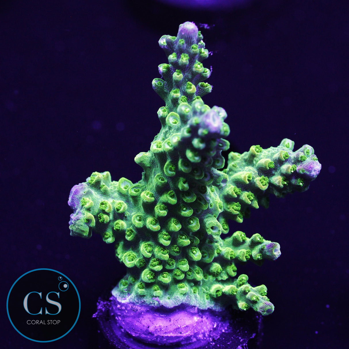 SBB Yellow Fever Acro