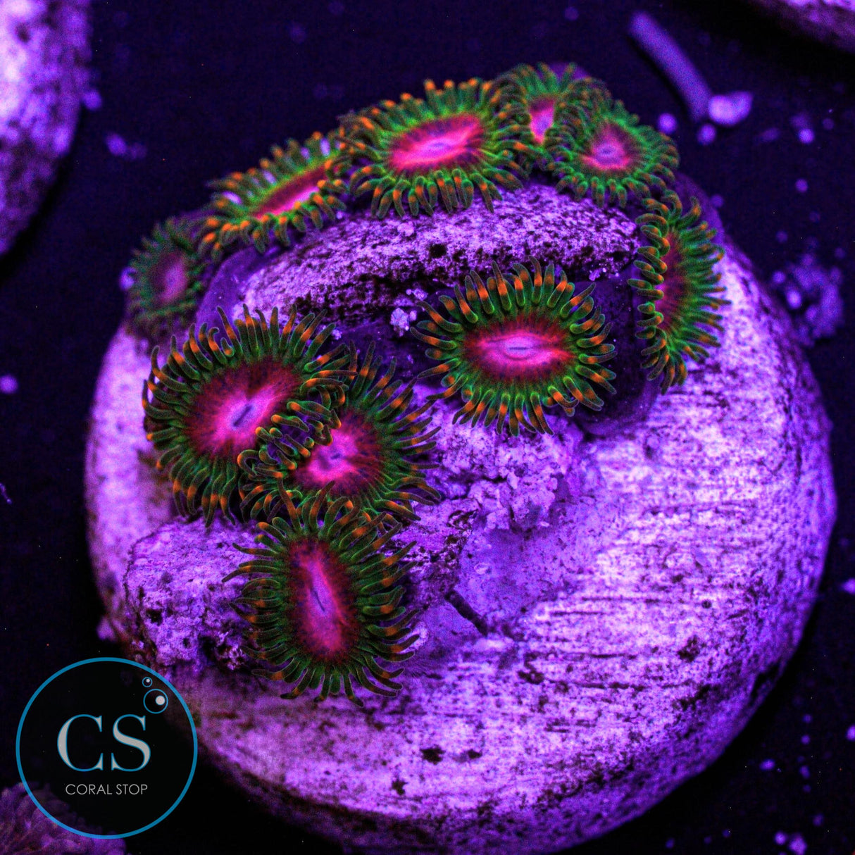 Awesome Blossom Zoa