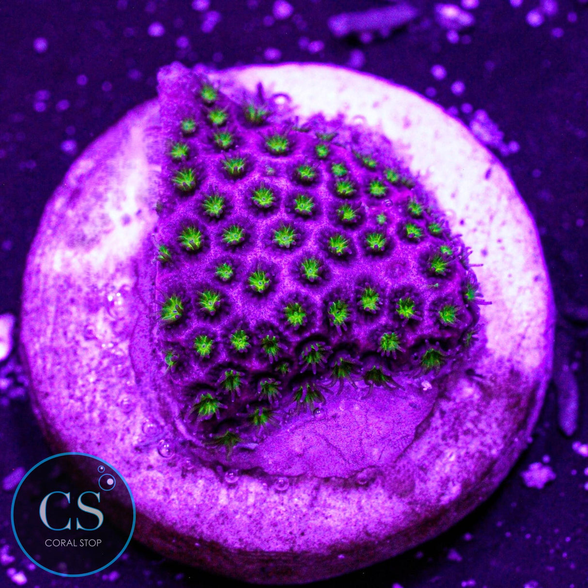 WWC Electric Daisy Stylo