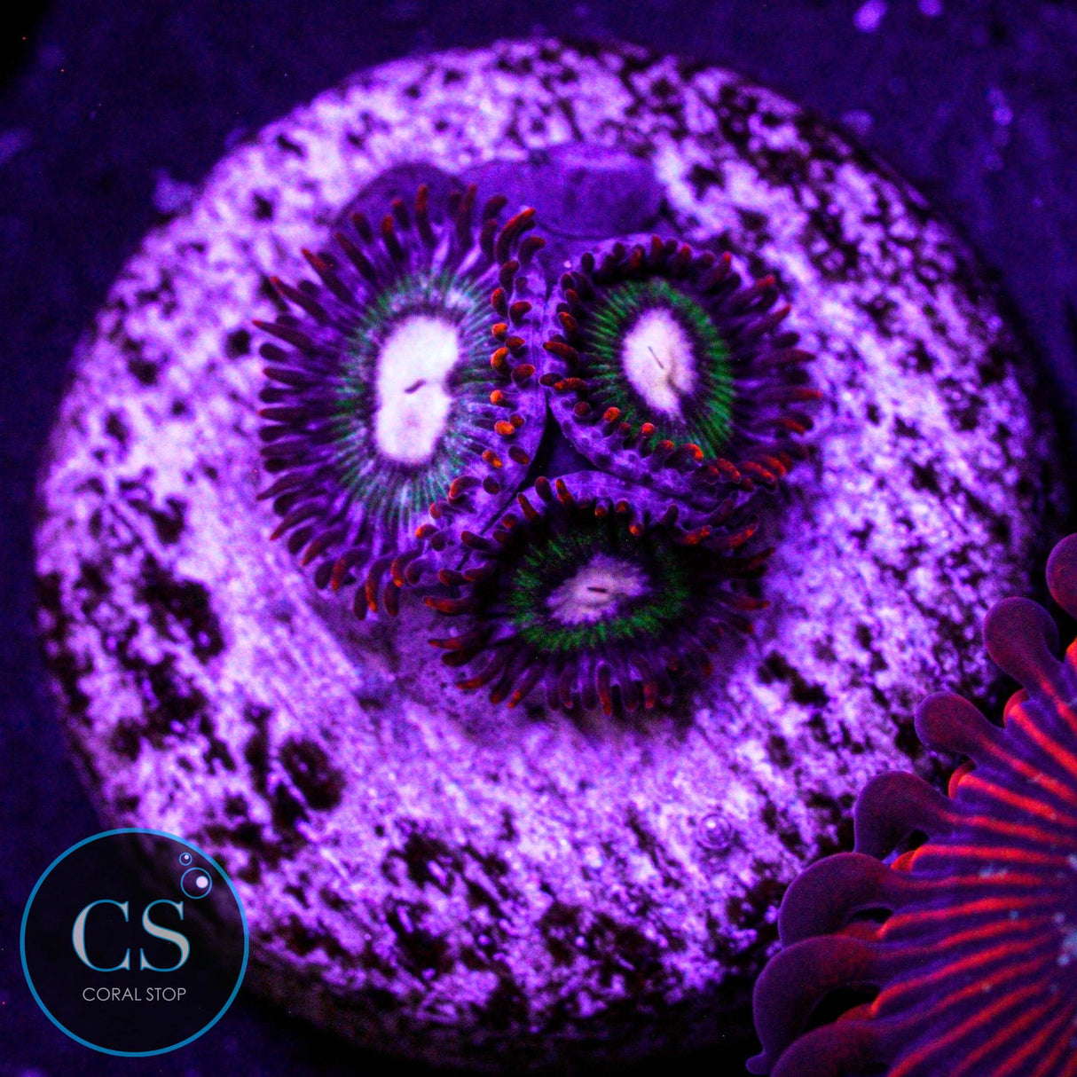 Treehouse On Fire Zoa