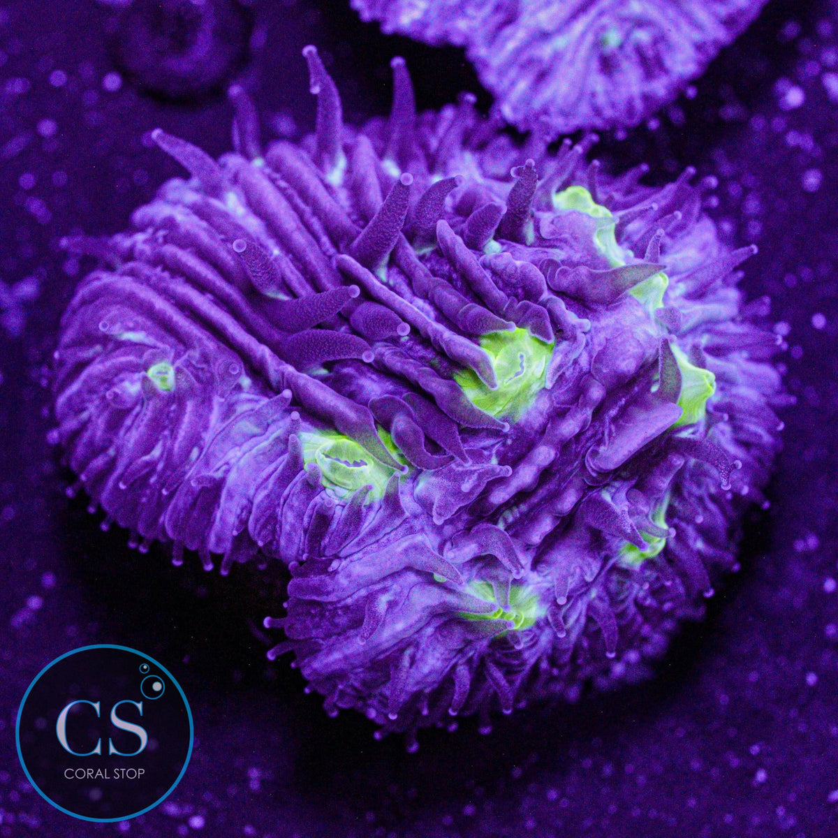 Toxic Diaseris Plate