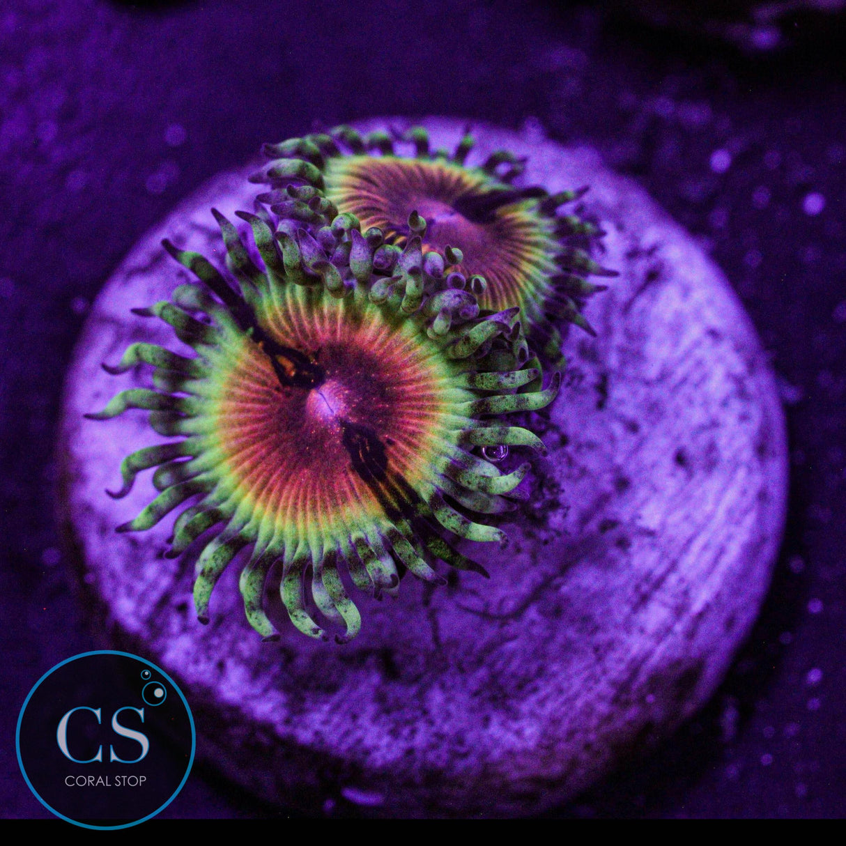 JF Bloodshot Zoa