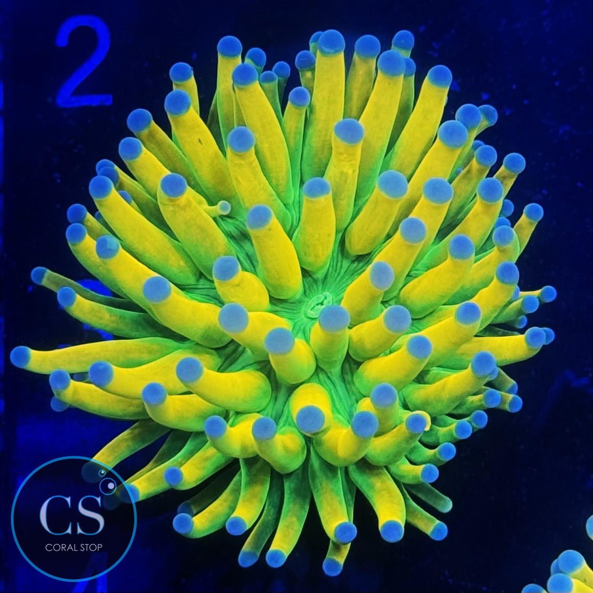 ULTIMATE BANANA GRAIL TORCH