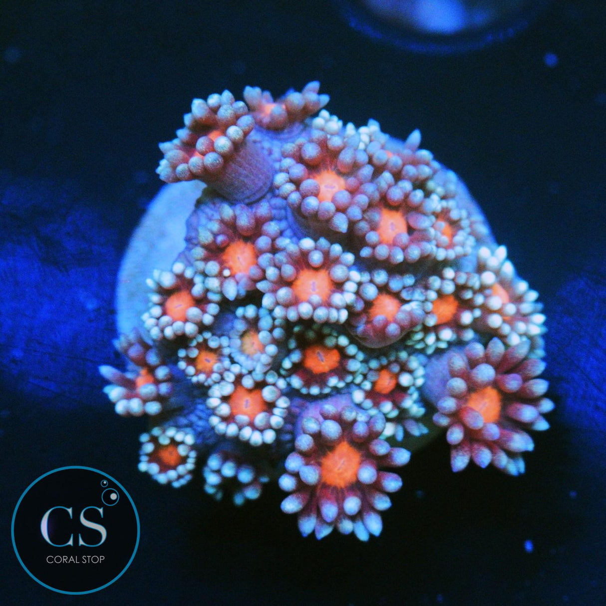 FROZEN ERUPTION GONI