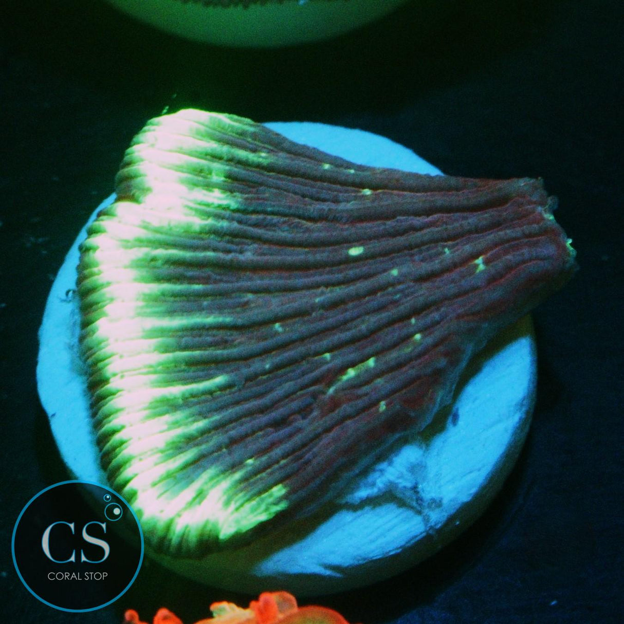 LAZER GRAPE DIASERIS PLATE