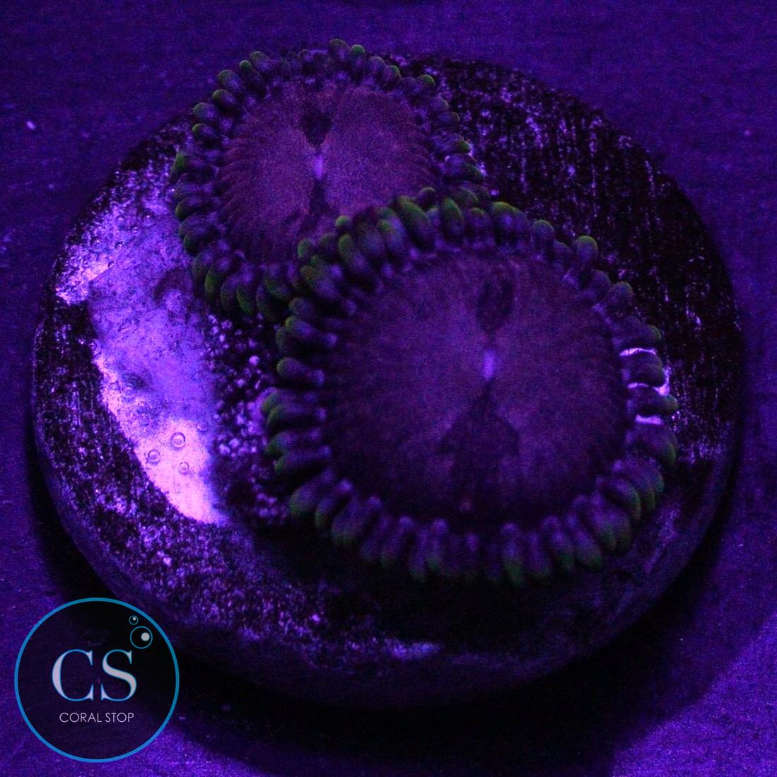 LC SPACE HAZE ZOA