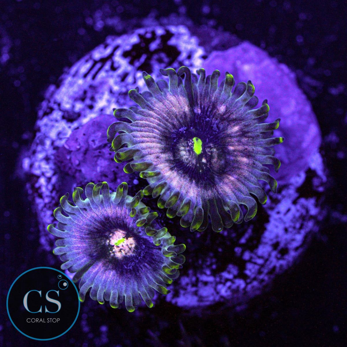 Hawaiian Ding Dang Zoa