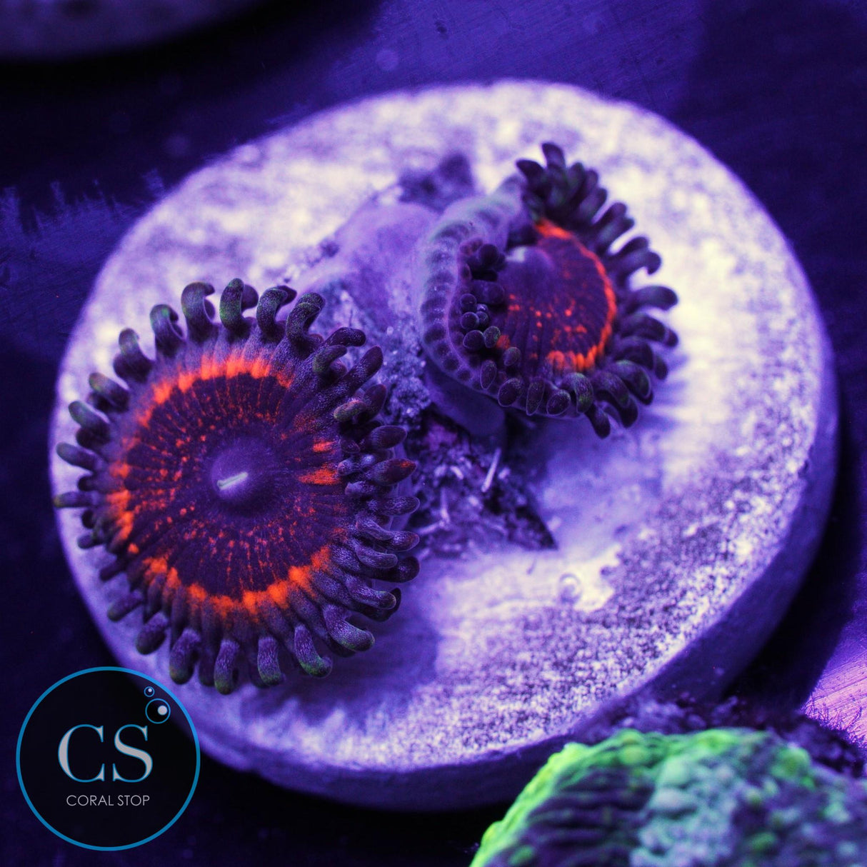 DEVILS ARMOR ZOA