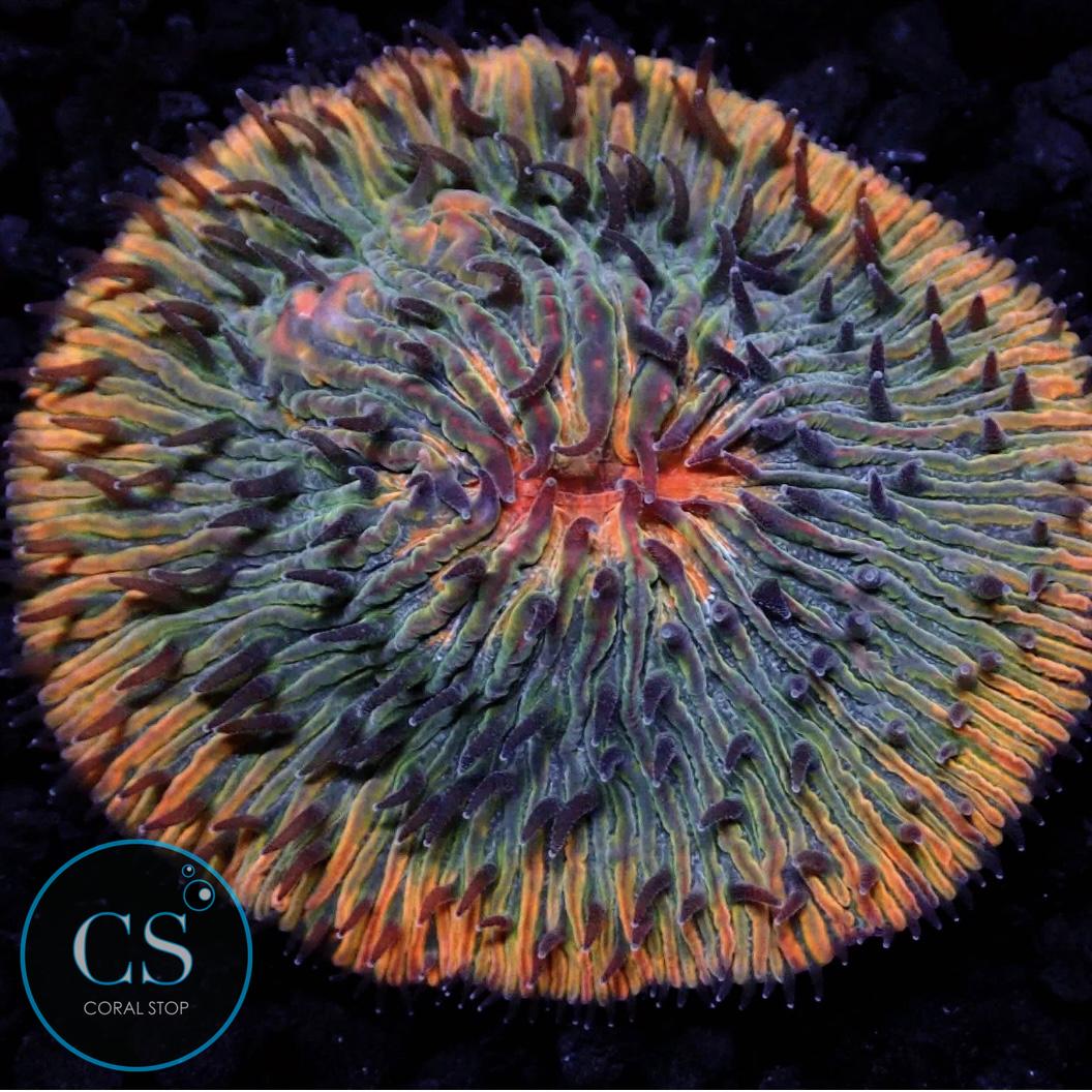 RAINBOW PLATE CORAL 2.5"