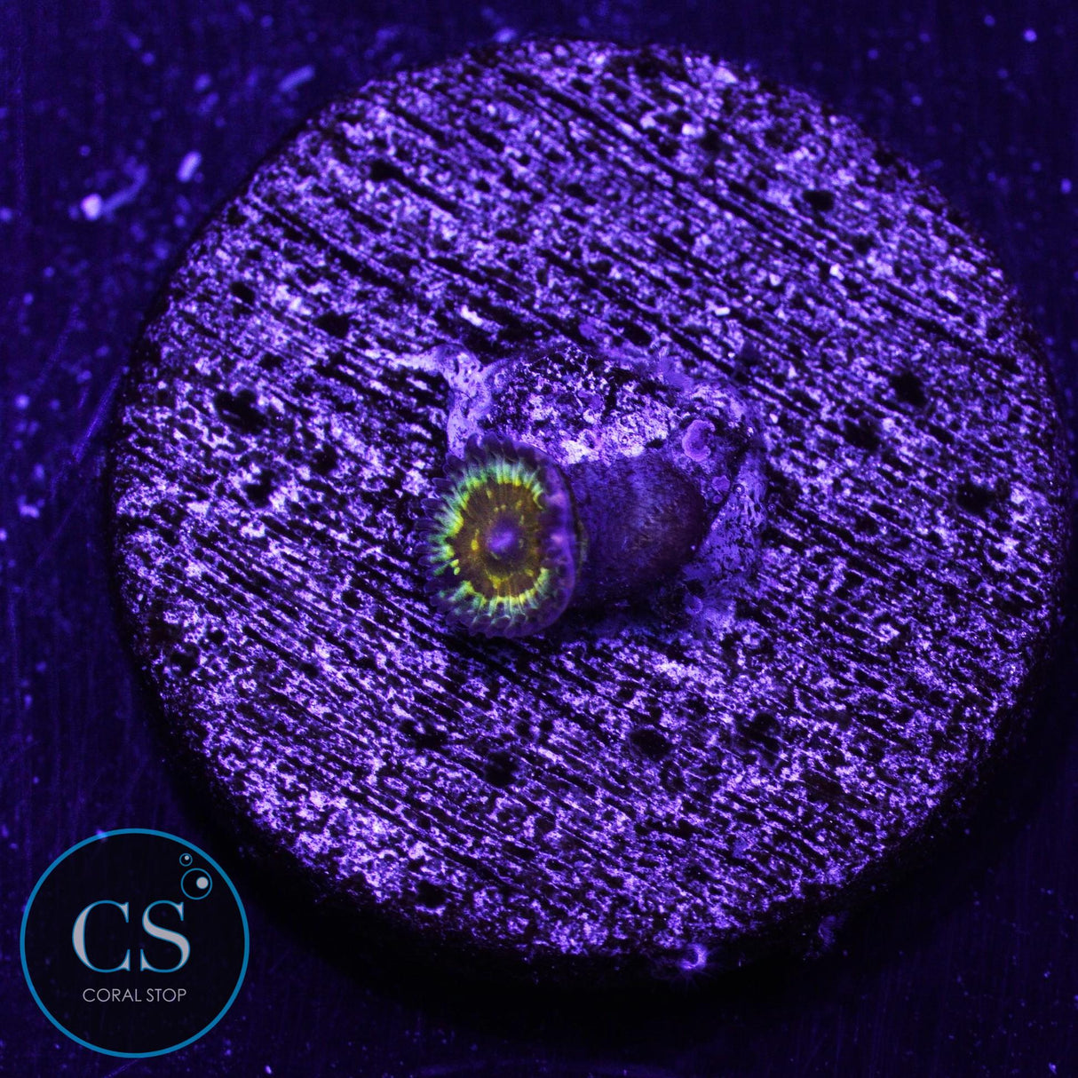 Baby NYRA Godbeast Zoa