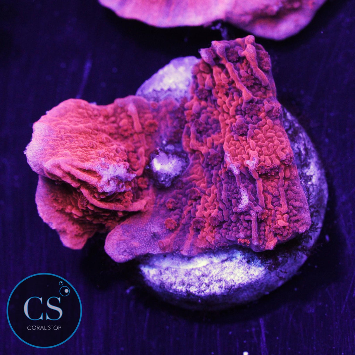 Cherry Garcia Grafted Montipora