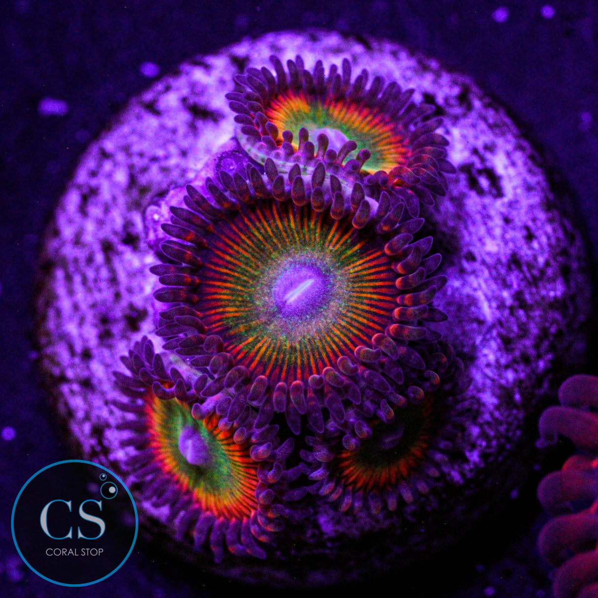 Candy Apple Orange Zoa