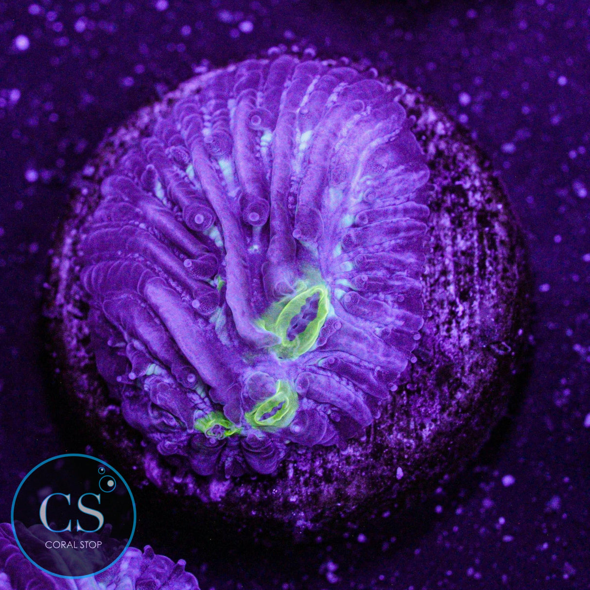 Toxic Diaseris Plate