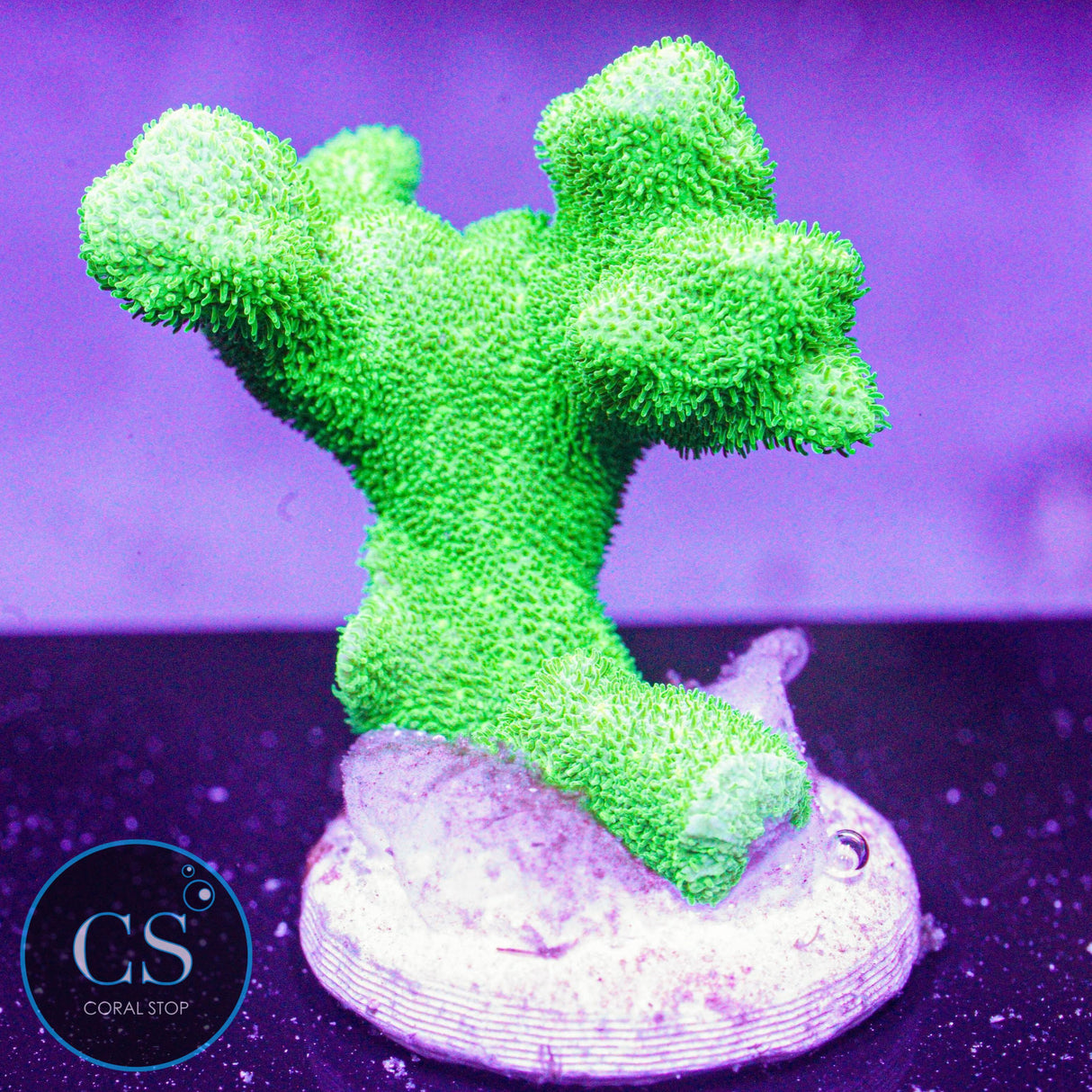 Neon Green Branch Psammocora